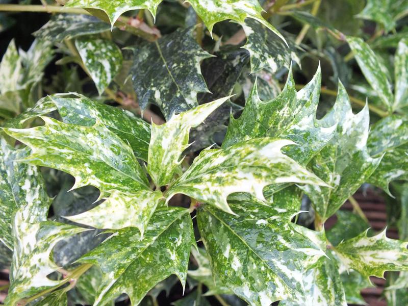 Osmanthus heterophyllus 'Tricolor' (syn. 'Goshiki') 10L-20210