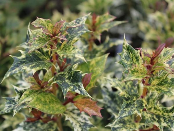 Osmanthus heterophyllus 'Tricolor' (syn. 'Goshiki') 10L-0