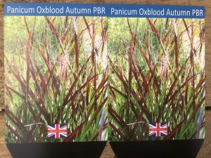 Panicum virgatum 'Oxblood Autumn'-0