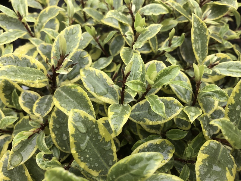 Pittosporum tenuifolium 'Glo Ball'-0