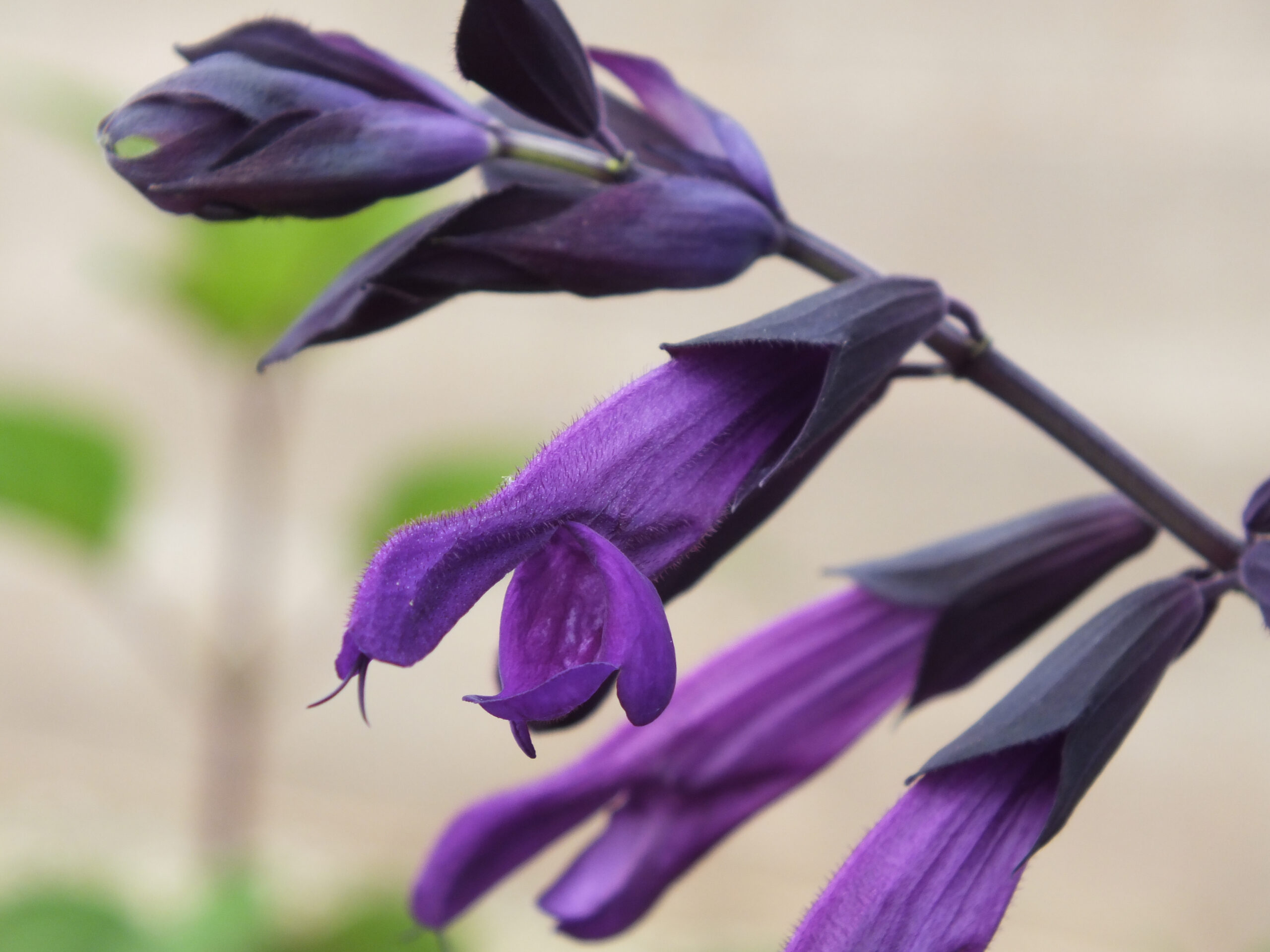 Salvia 'Black Knight'-0