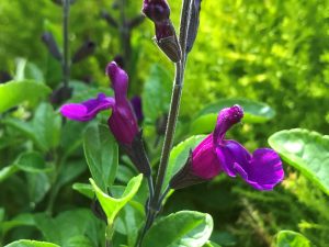 Salvia x jamensis Ignition Purple-0