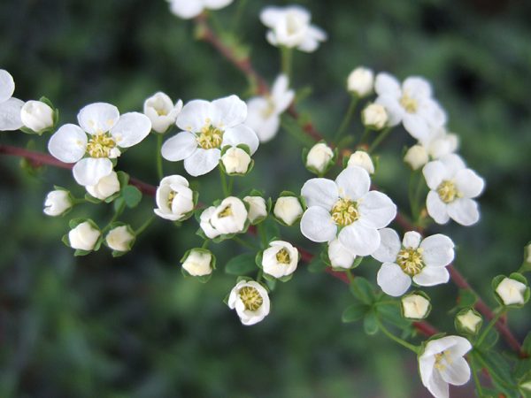 Spiraea arguta (10 Litre)-0