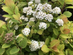Spiraea betulifolia 'Tor Gold'-0
