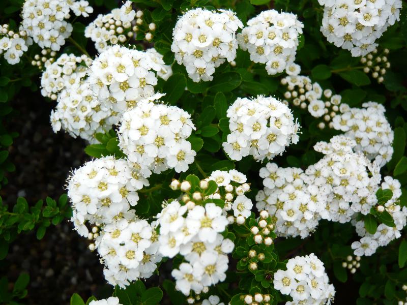 Spiraea nipponica 'Snowmound' (7.5 Litre)-0