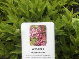 Weigela florida 'Picobella Rose'-0