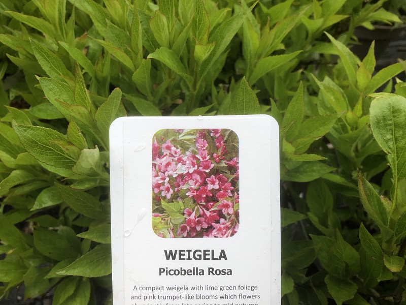 Weigela florida 'Picobella Rose'-0