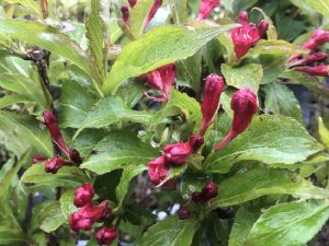 Weigela 'Red Prince'-0