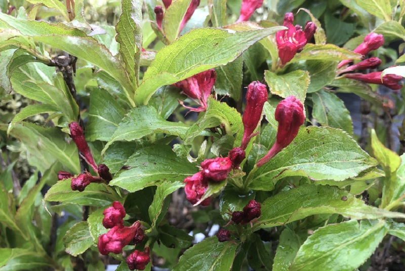 Weigela 'Red Prince'-0