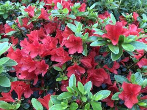 Rhododendron 'Squirrel'-0