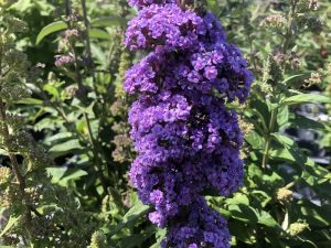 Buddleja davidii 'High Five Purple'-0