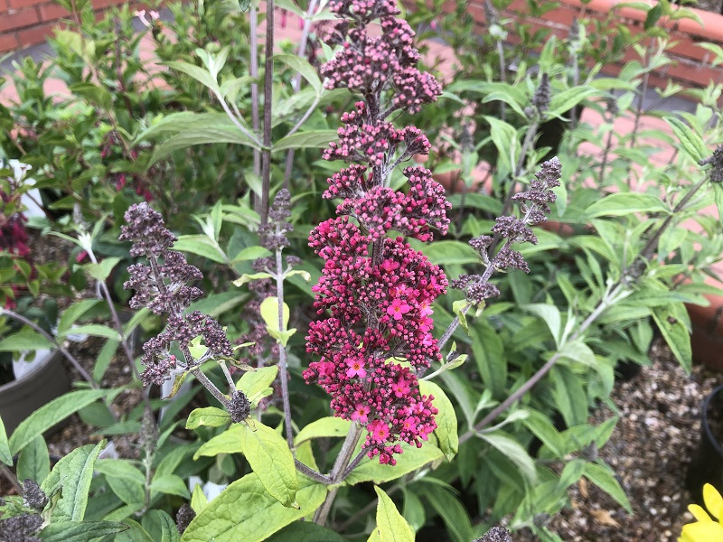 Buddleja 'Prince Charming'-20470