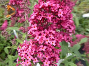 Buddleja 'Prince Charming'-0