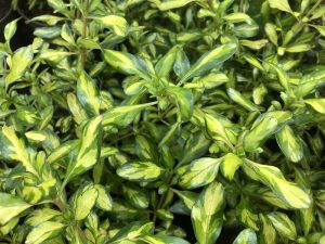 Coprosma 'Lemon and Lime'-0