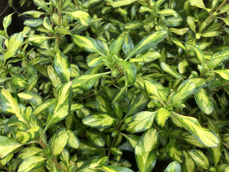 Coprosma 'Lemon and Lime'-0