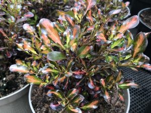 Coprosma 'Pacific Sunset'-0