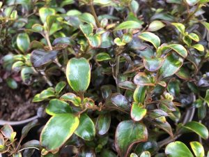 Coprosma 'Tequila Sunrise'-0