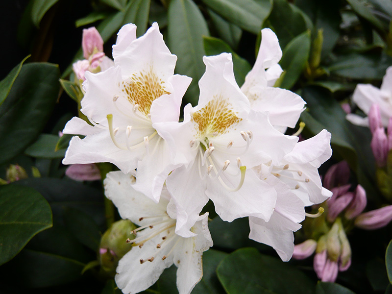 Rhododendron 'Cunningham's White' -0