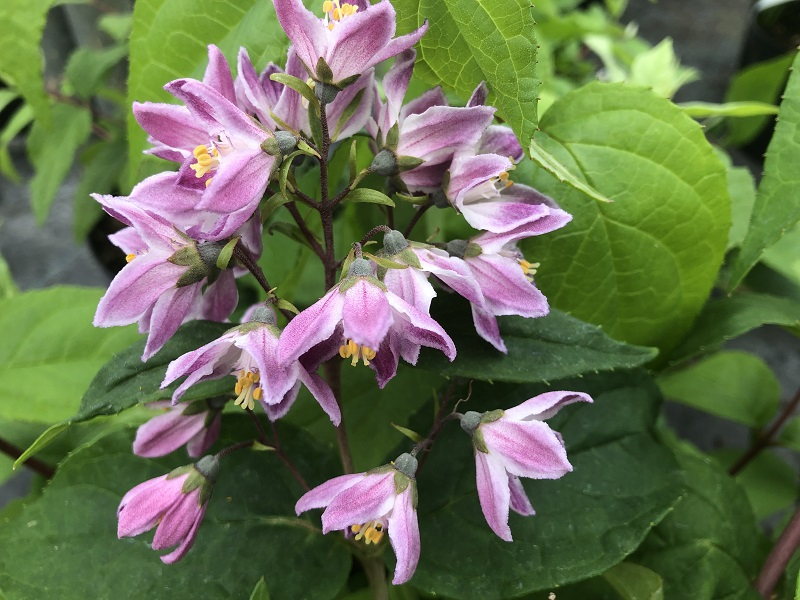 Deutzia x hybrida 'Raspberry Sundae' (3 Litre)-20445