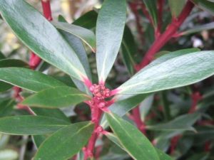 Drimys lanceolata 'Red Spice' (SYN. Tasmannia l. 'Red Spice')-0