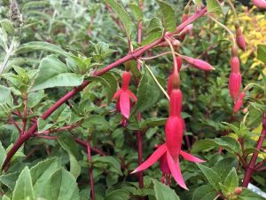 Fuchsia 'Flash'-0