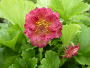 Geum 'Pink Petticoats'-0