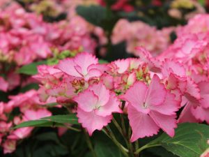 Hydrangea macrophylla 'French Cancan' (Pink)-0