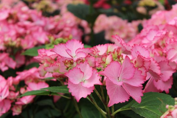 Hydrangea macrophylla 'French Cancan' (Pink)-0