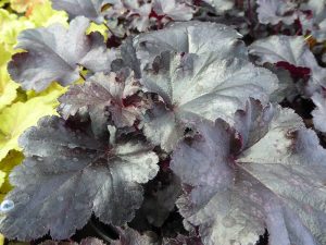 Heuchera 'Black Pearl' 2L-0