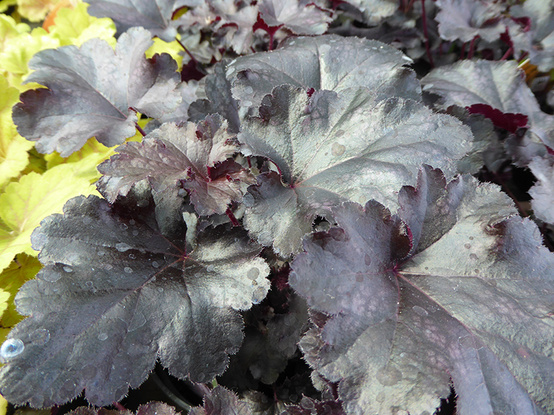 Heuchera 'Black Pearl' 2L-0