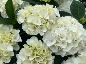 Hydrangea macrophylla 'Bright White'-0