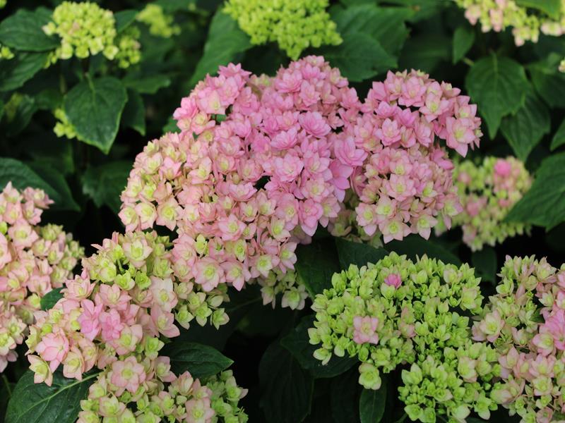 Hydrangea macrophylla 'Together' (Pink)-20424