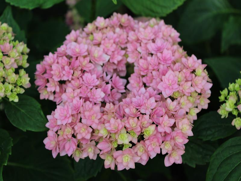 Hydrangea macrophylla 'Together' (Pink)-20425