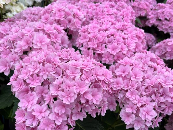 Hydrangea macrophylla 'Together' (Pink)-0