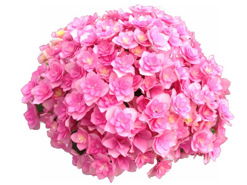 Hydrangea macrophylla 'Together' (Pink)-20423