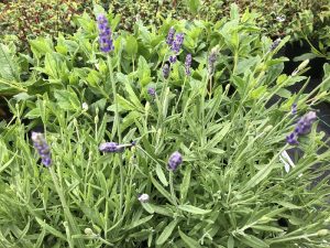 Lavandula angustifolia 'BeeZee Dark Blue'-0