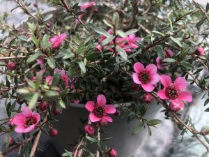 Leptospermum scoparium 'Kiwi'-0