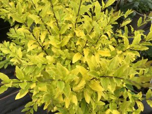 Ligustrum sinense 'Sunshine'-0