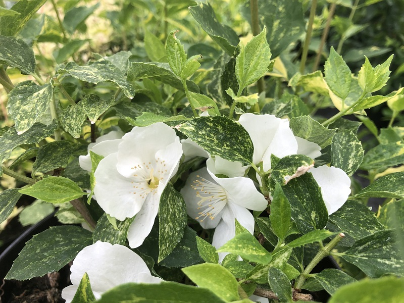 Philadelphus 'Innocence'-0