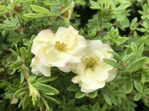 Potentilla fruticosa 'Double Punch Cream'-0