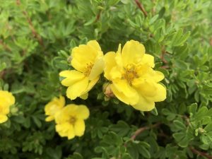 Potentilla fruticosa 'Double Punch Gold'-0