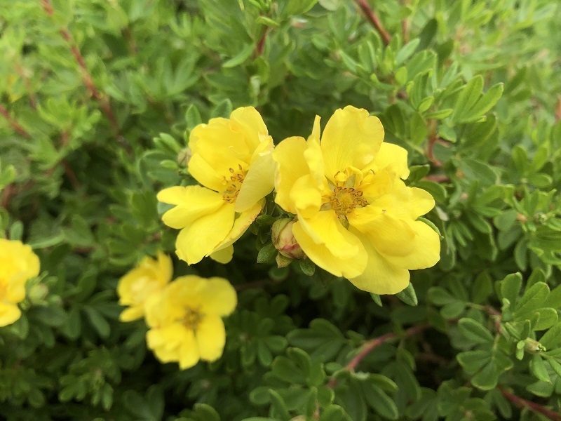 Potentilla fruticosa 'Double Punch Gold'-0