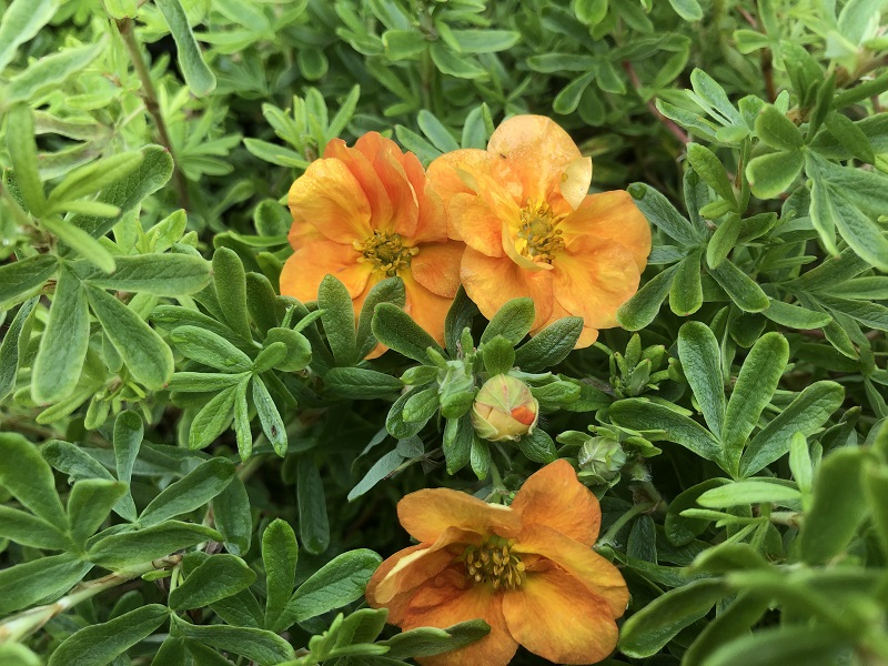 Potentilla fruticosa 'Double Punch Tango'-0