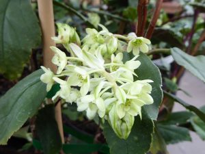 Ribes laurifolium 'Amy Doncaster'-0