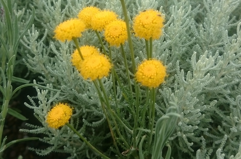 Santolina chamaecyparissus-0