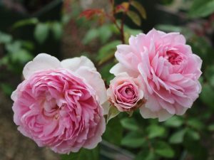 Rosa Silas Marner (Ausraveloe)-0