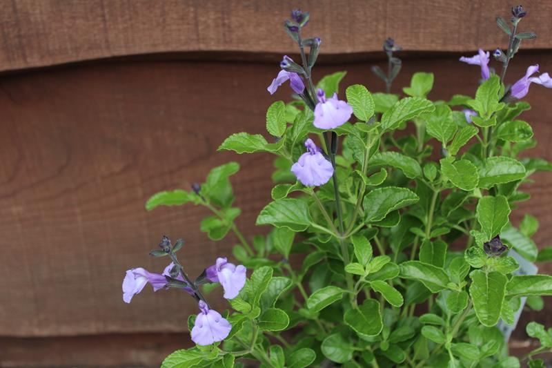 Salvia microphylla 'So Cool Pale Blue'-0