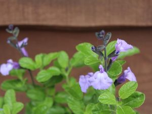 Salvia microphylla 'So Cool Pale Blue'-0