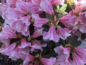 Rhododendron 'Wee Bee' 5L-0
