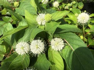 Cephalanthus occidentalis-0